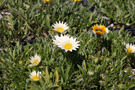 Gazania